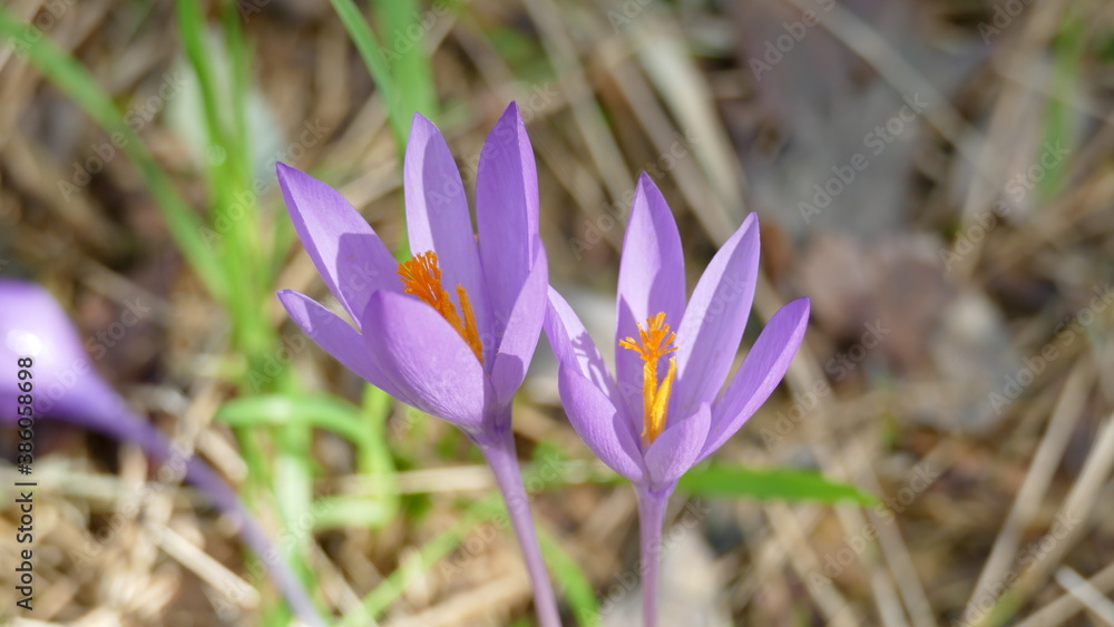 Violet flowers among the vegetation of the forest. Unedited photograph. Violet flowers among the vegetation of the forest. Unedited photograph.