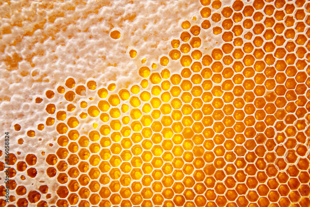 fresh honey in a comb on the light close-up. vitamin natural food. texture and background fresh honey in a comb on the light close-up. vitamin natural food. texture and background