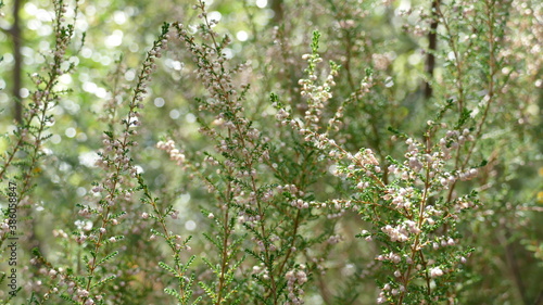 Plants with small flowers among the vegetation of the forest. Unedited photograph.