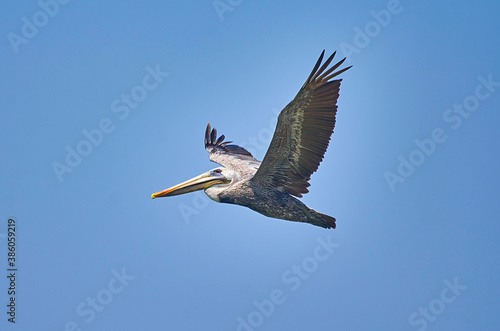 pelicano volando © fergomez