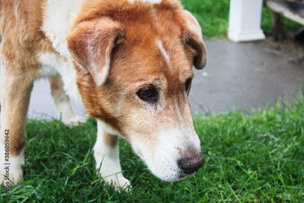 A sad looking farm dog with its' head lowered A sad looking farm dog with its' head lowered