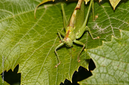Green grasshopper sitting on a vine leaf