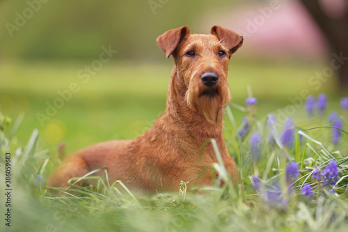 Valokuva Young Irish Terrier dog posing outdoors lying down in a green grass with purple