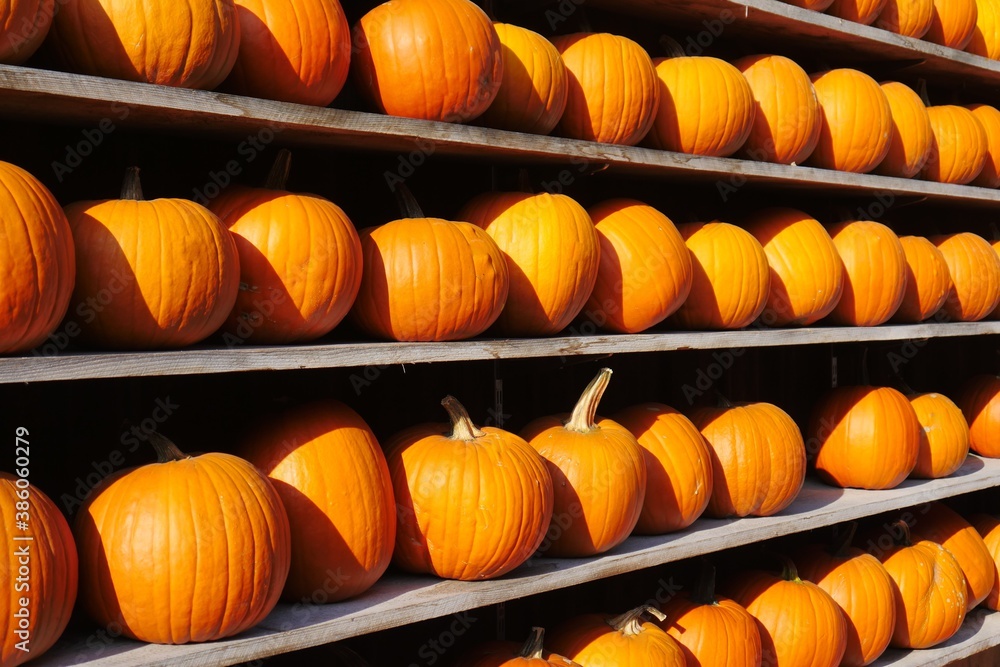 made of wooden boards, filled with yellow pumpkins, the pumpkins are neatly put in a row, freshly harvested made of wooden boards, filled with yellow pumpkins, the pumpkins are neatly put in a row, freshly harvested