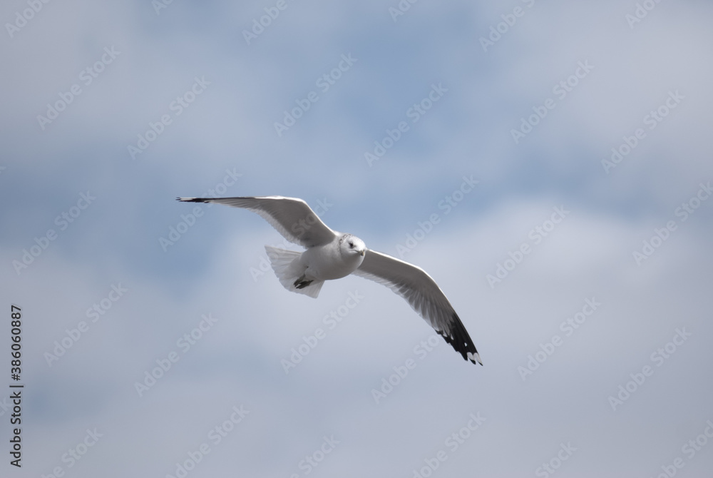 Naklejka premium birds in flight against a gray sky