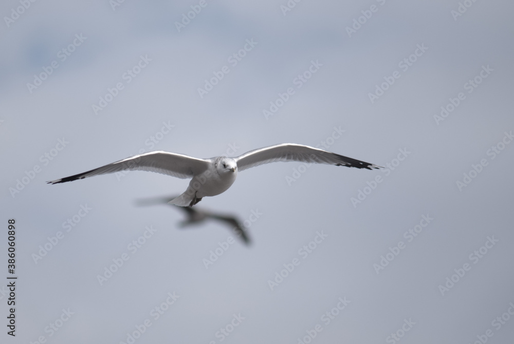 birds in flight against a gray sky birds in flight against a gray sky
