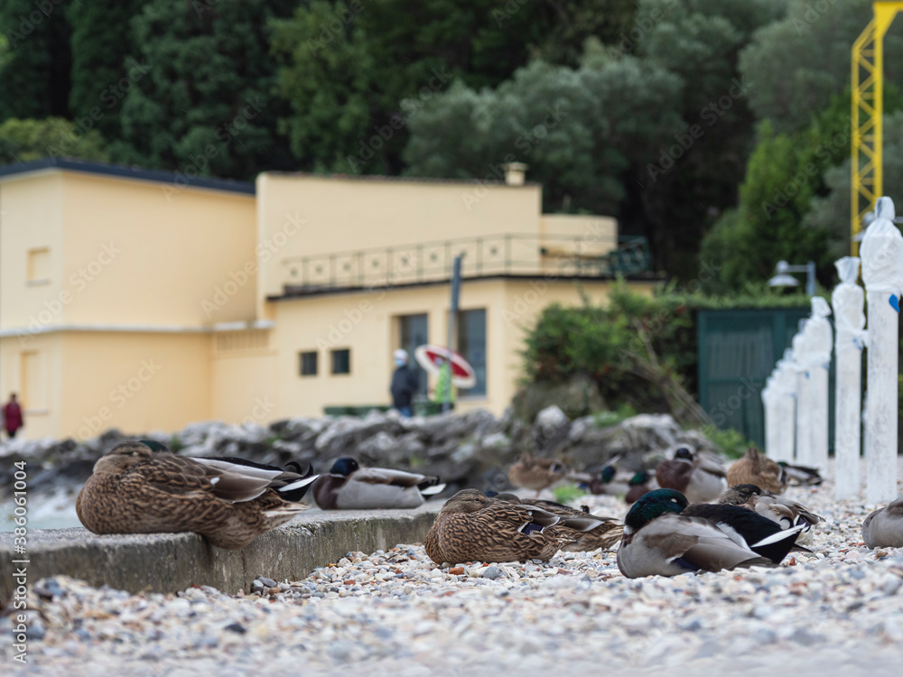 Obraz premium Group of ducks rest on the beach of a lake on a rainy day