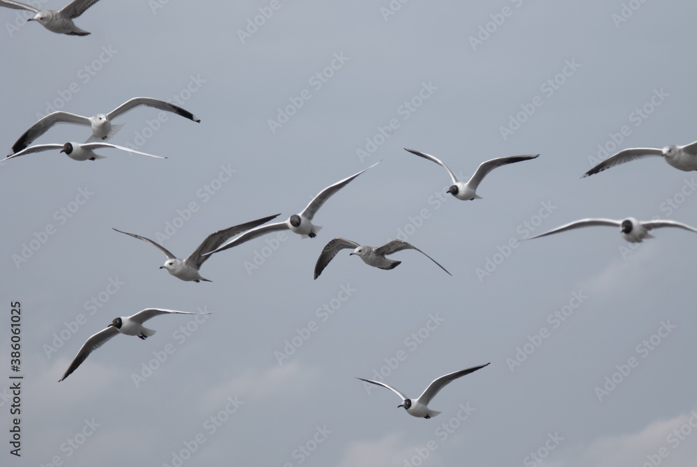 birds in flight against a gray sky birds in flight against a gray sky
