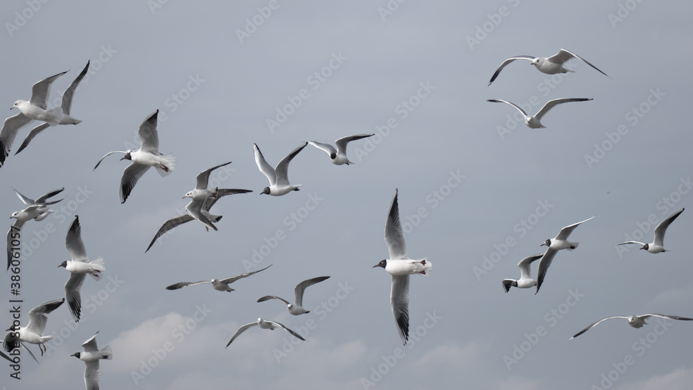 Naklejka birds in flight against a gray sky