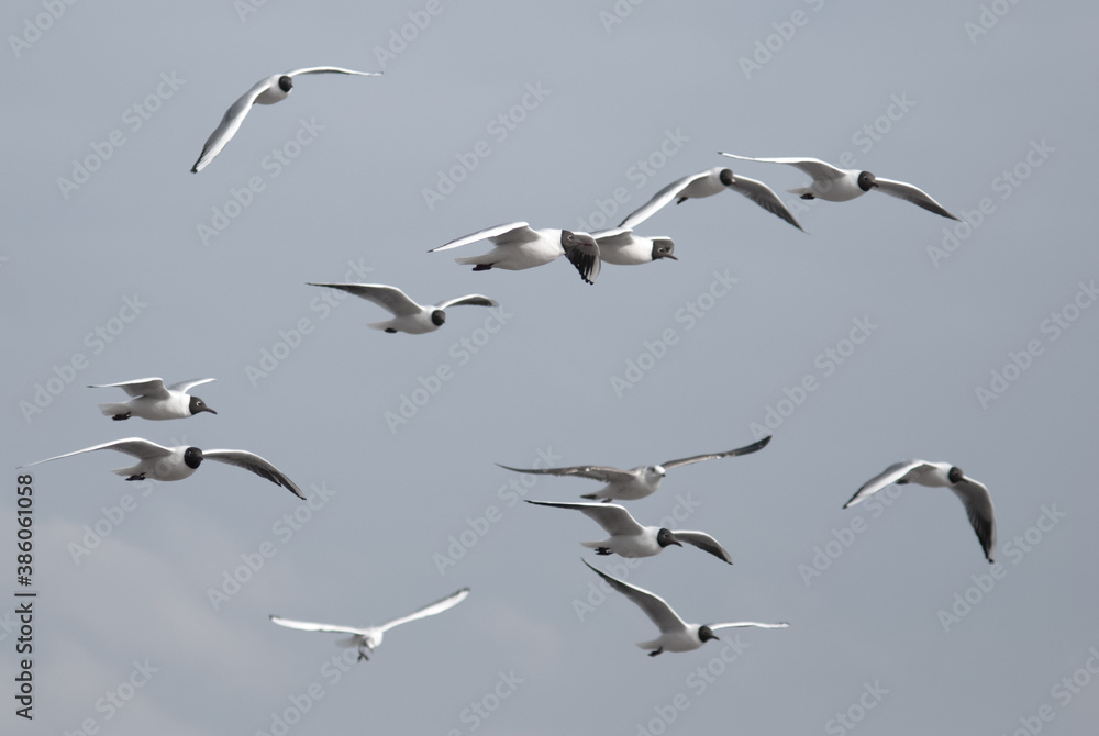 birds in flight against a gray sky birds in flight against a gray sky
