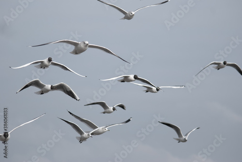 birds in flight against a gray sky