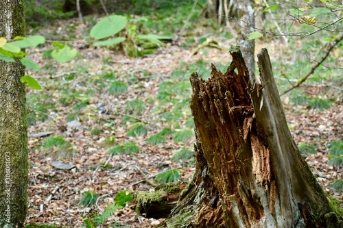 Fototapeta Naklejka Na Ścianę i Meble -  Trunk of a dead tree in the forest