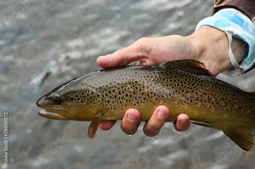 Shining Brown Trout