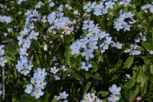 Light blue "Forget-me-not" flowers (or Bodensee-Vergissmeinnicht) in St. Gallen, Switzerland. Its scientific name is Myosotis Rehsteineri, native to Constance Lake region.