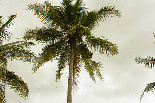 Palm trees and cloudy sky in tropical country