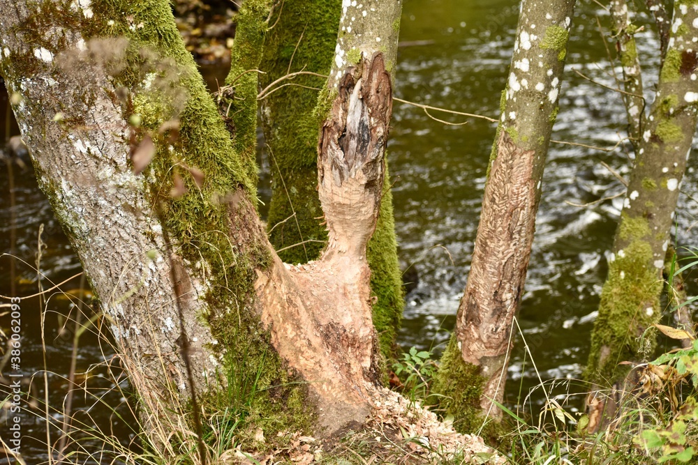 Tree eaten by beaver to make a dam by the river Tree eaten by beaver to make a dam by the river