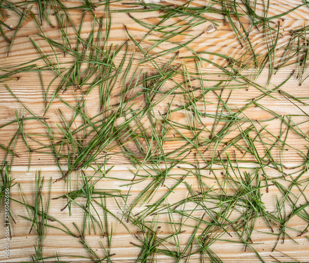 Obraz premium Pine needles texture background, natural needles pattern