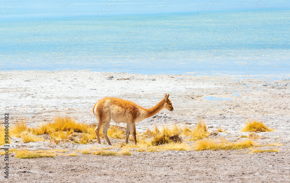 Fototapeta premium Portrait of a vicuna (Vicugna vicugna) by the Chalviri lagoon, Uyuni salt flat desert, Bolivia.