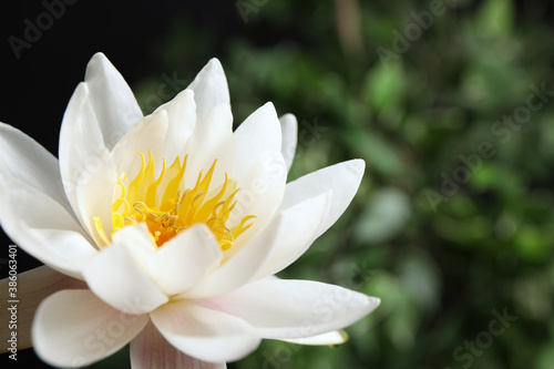 Beautiful white lotus flower on blurred green background  closeup