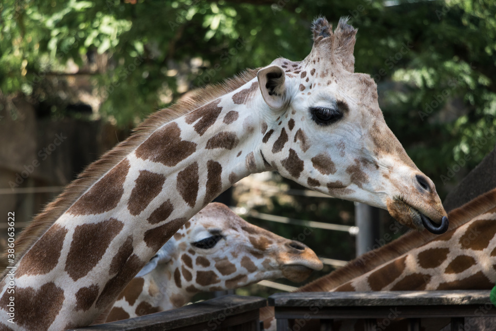 Naklejka premium Giraffe Head at Zoo