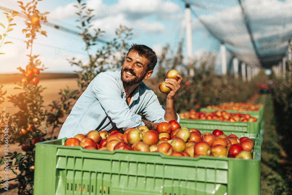 Fototapeta premium Happy young farmer working his apple orchard.