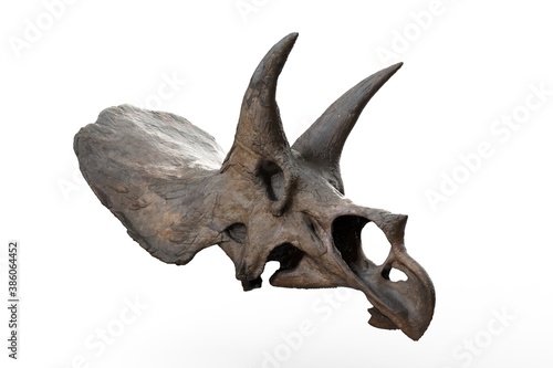 Triceratops horridus skull