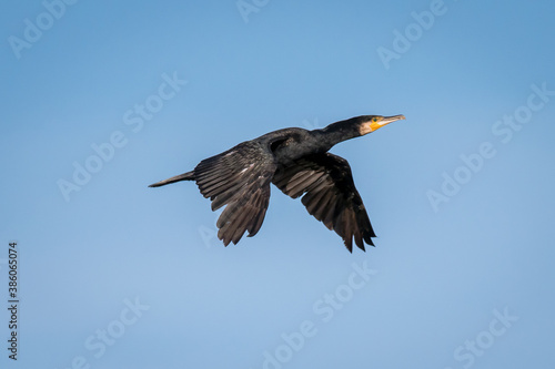 Cormorant in flight © Z Fiedler