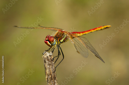 Lateral view of male red-veined darter dragon fly - Sympetrum fonscolombii