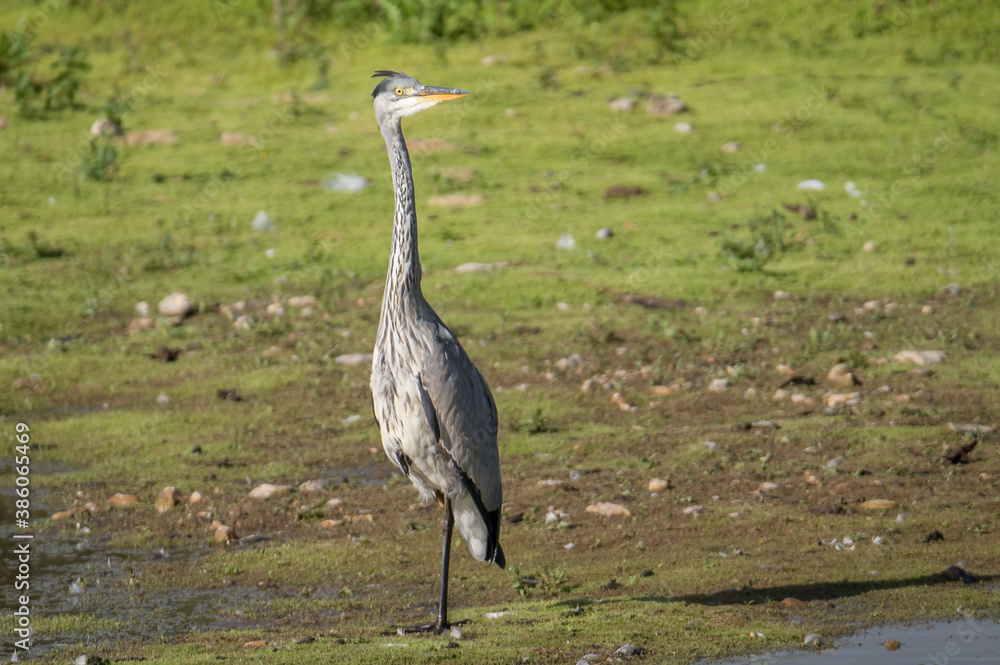 Fototapeta premium grey heron ardea cinerea