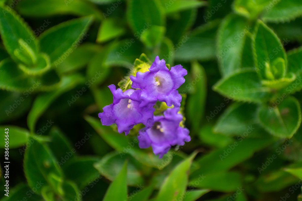 Neelakurinji flower beautifully blooming in pairs Neelakurinji flower beautifully blooming in pairs