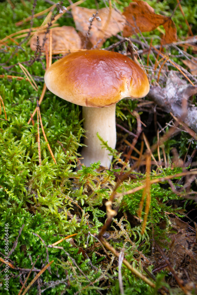 Boletus mushroom, Boletus aereus in the wild forest. Nature background texture, King mushroom, dark cep or bronze bolete Boletus mushroom, Boletus aereus in the wild forest. Nature background texture, King mushroom, dark cep or bronze bolete