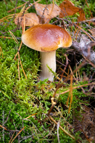 Boletus mushroom, Boletus aereus in the wild forest. Nature background texture, King mushroom, dark cep or bronze bolete