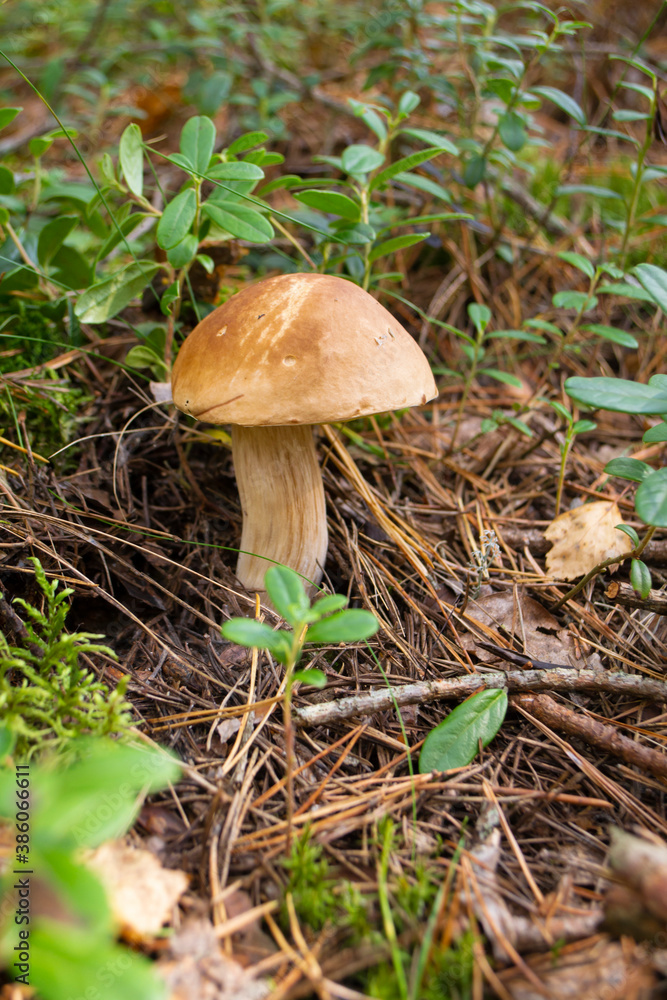 Scenic closeup view of gowing big tasty edible cep mushroom in wild green grass forest. Brown natural porcini boletus Scenic closeup view of gowing big tasty edible cep mushroom in wild green grass forest. Brown natural porcini boletus