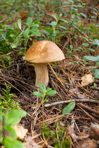 Scenic closeup view of gowing big tasty edible cep mushroom in wild green grass forest. Brown natural porcini boletus