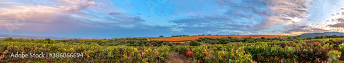 Autumn sunset of vineyards, orange and red leaves, mountains in the background and blue and red sunset sky.