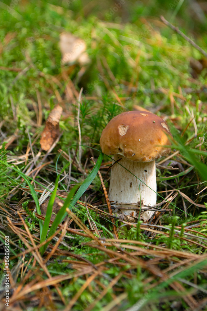Beautiful boletus edulis mushroom in the wild forest. Autumn Cep Mushroom. Ceps in natural environment in Belarus. Beautiful boletus edulis mushroom in the wild forest. Autumn Cep Mushroom. Ceps in natural environment in Belarus.