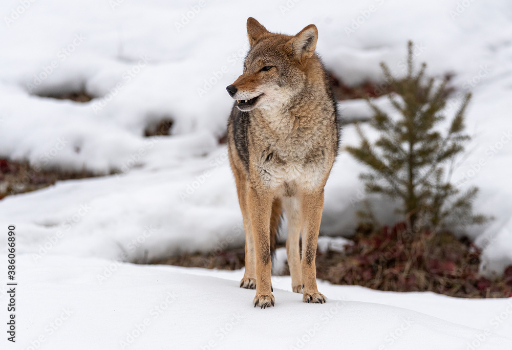 Coyote in Winter