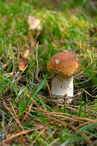 Beautiful boletus edulis mushroom in the wild forest. Autumn Cep Mushroom. Ceps in natural environment in Belarus.