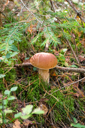 Mushrooming. Boletus edulis cep fungus growing on the forest cover in autumn time