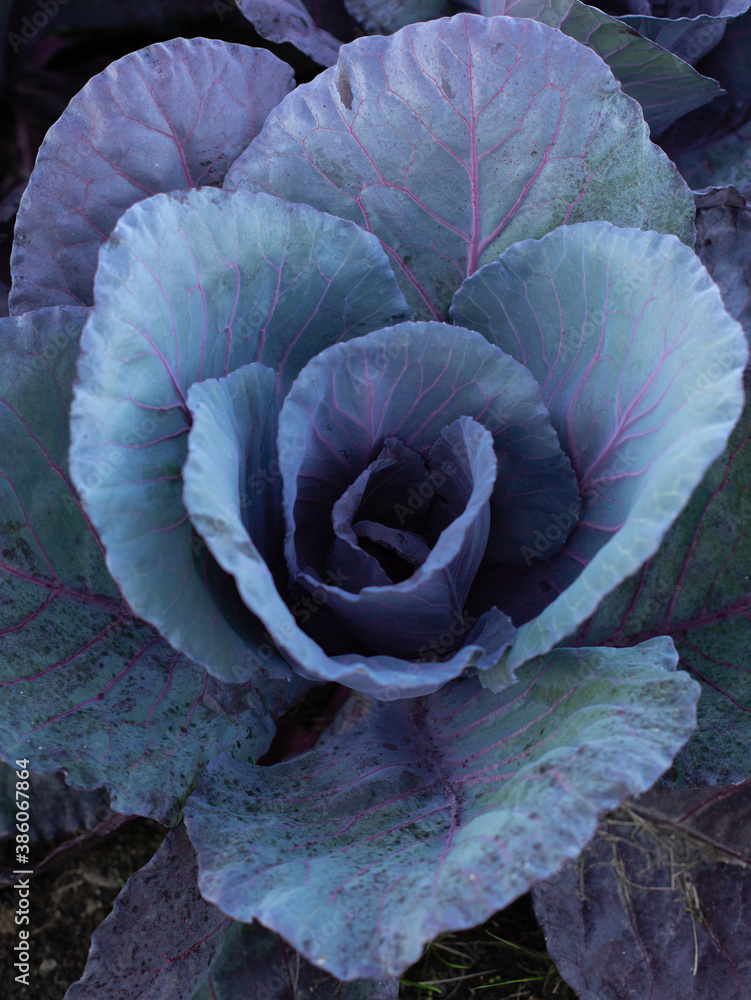 Fototapeta premium Purple cabbage flower up close