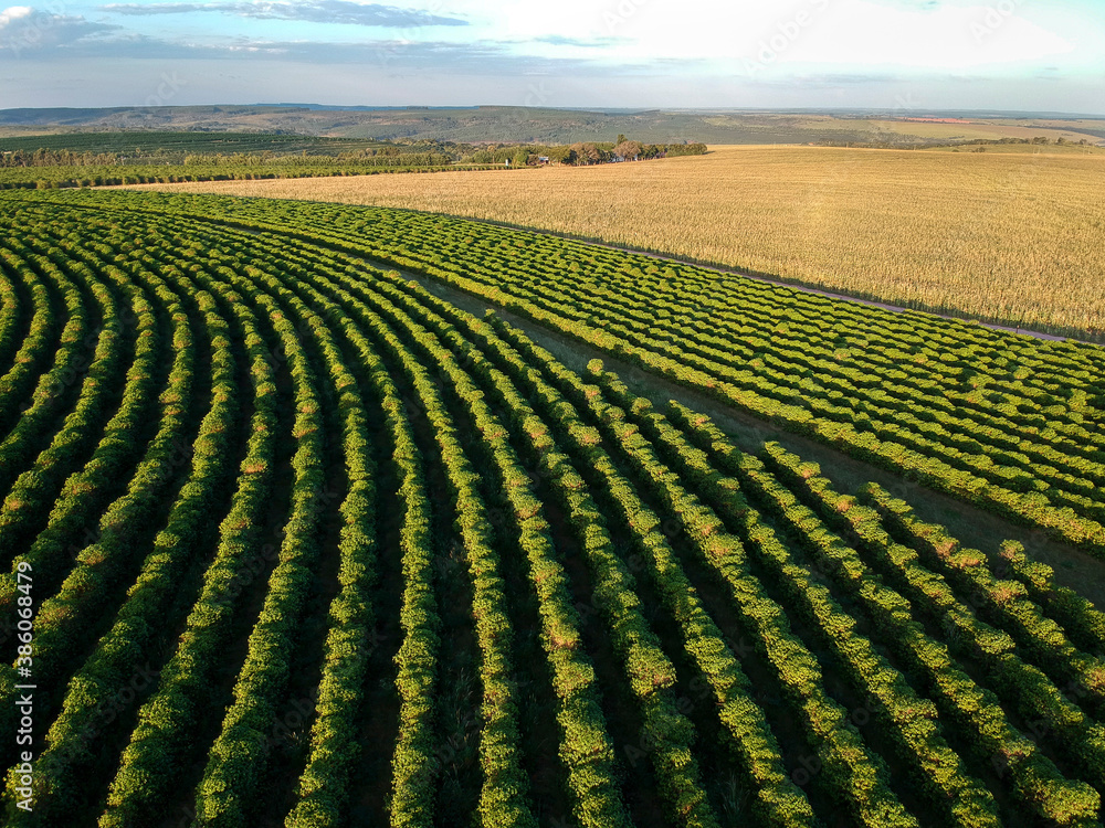 aerial view of coffee field in Brazil aerial view of coffee field in Brazil