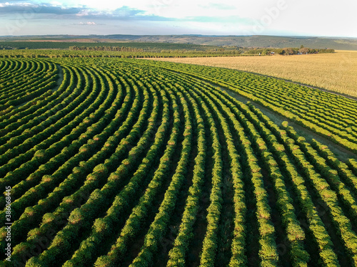 aerial view of coffee field in Brazil photo