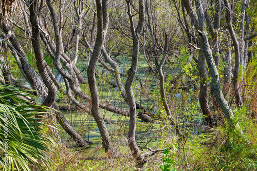 Close-up of Trees in a Florida Wetland Area