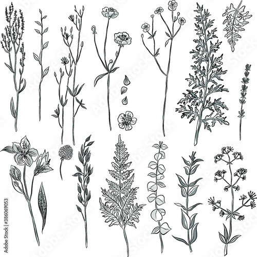 set of wildflowers in  tattoo sketch black and white vector illustration