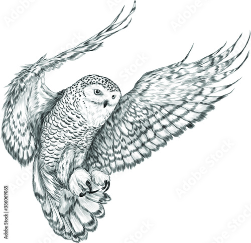 owl in flight Northern black white vector illustration