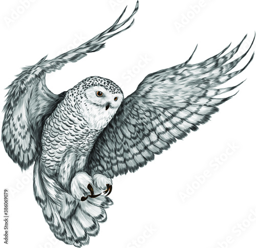 owl in flight Northern black white vector illustration