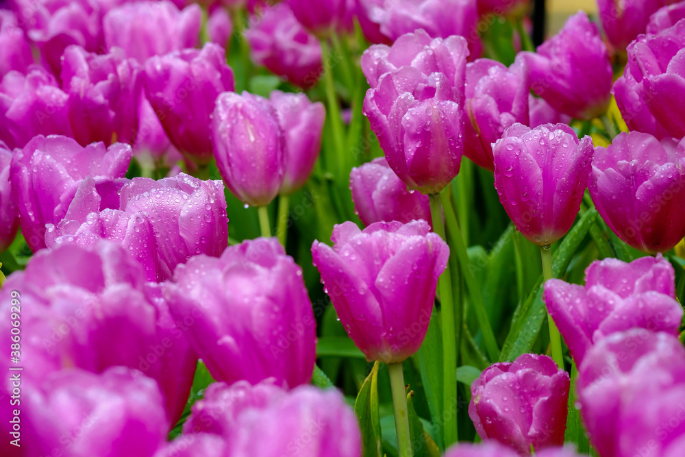 Obraz premium Beautiful pink tulips in the garden