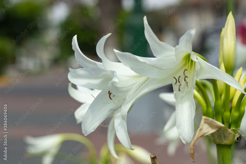 Lirio blanco Lirio blanco