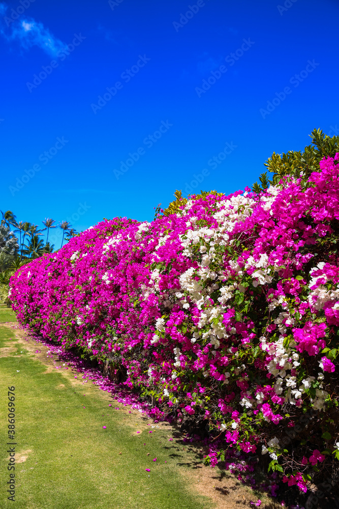 Paperflower, lesser bougainvillea, Honolulu, Oahu, Hawaii Paperflower, lesser bougainvillea, Honolulu, Oahu, Hawaii