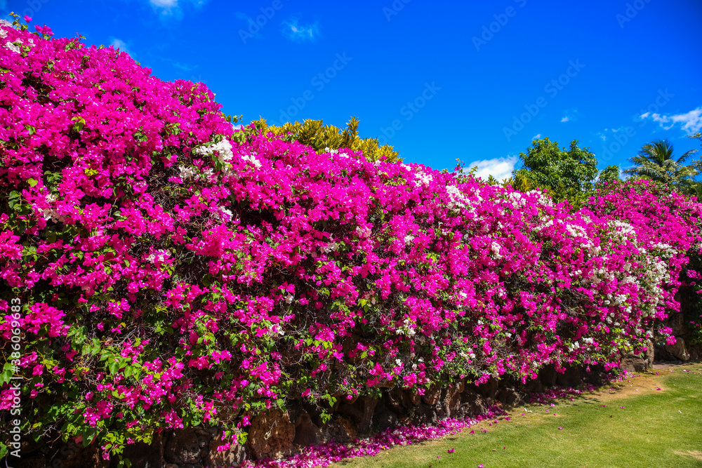 Paperflower, lesser bougainvillea, Honolulu, Oahu, Hawaii Paperflower, lesser bougainvillea, Honolulu, Oahu, Hawaii